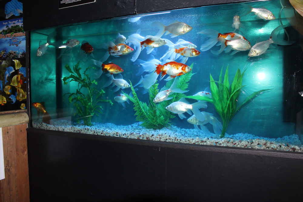 can koi fish live in a tank facts