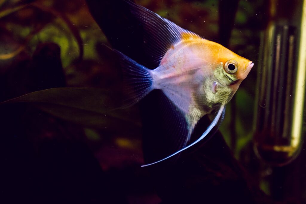 How Long Does It Take For Angelfish Eggs To Hatch?
