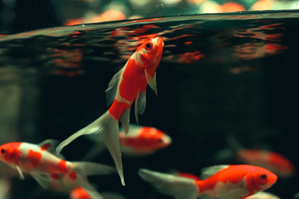 Why Do Goldfish Die So Fast?