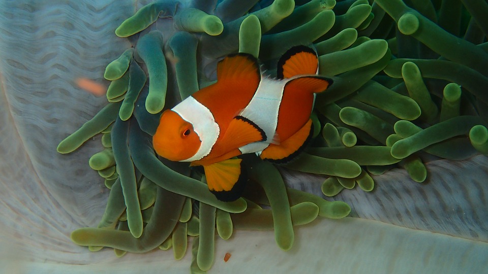 what do clownfish eat in an aquarium