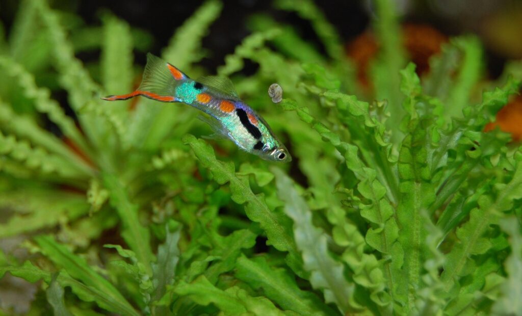 best plants for aquaponics fish tank