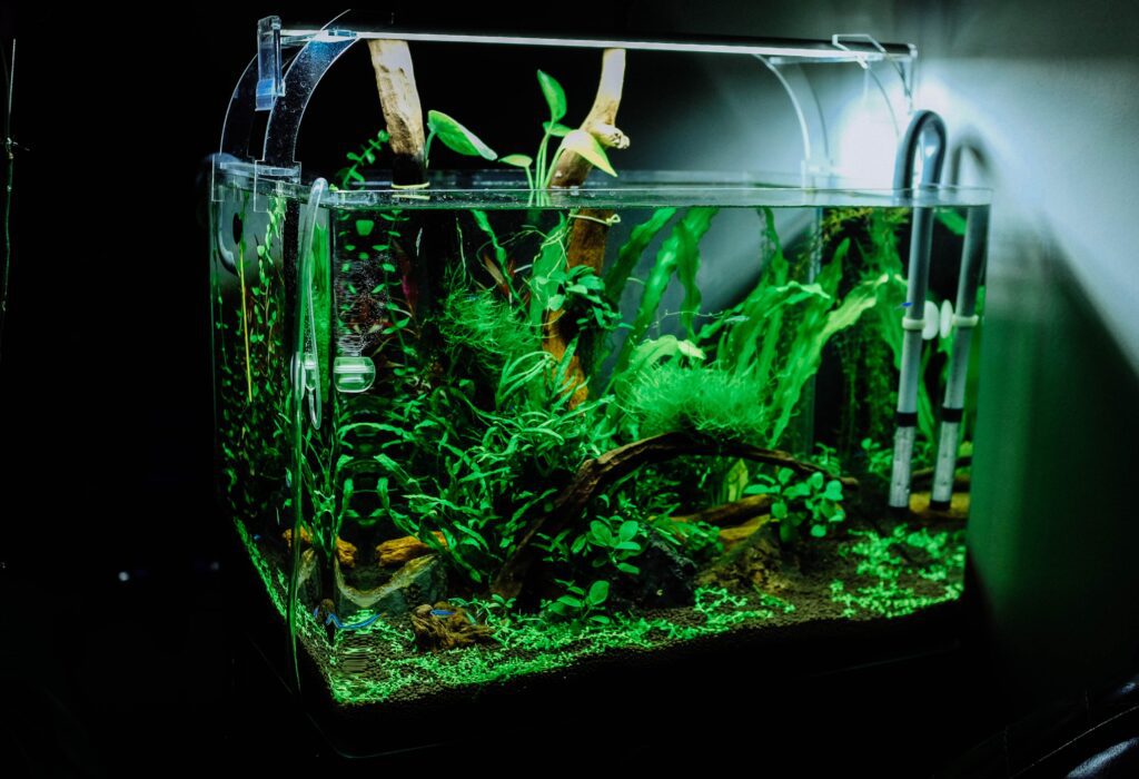 the best fish tank decorations
