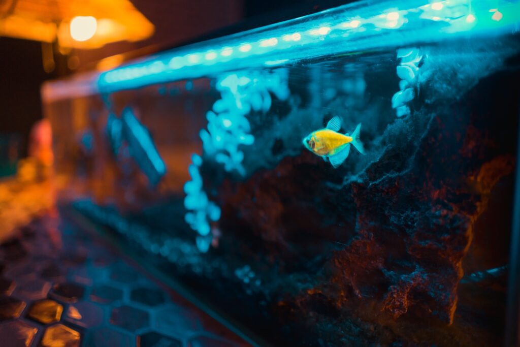 how to heat up fish tank water quickly