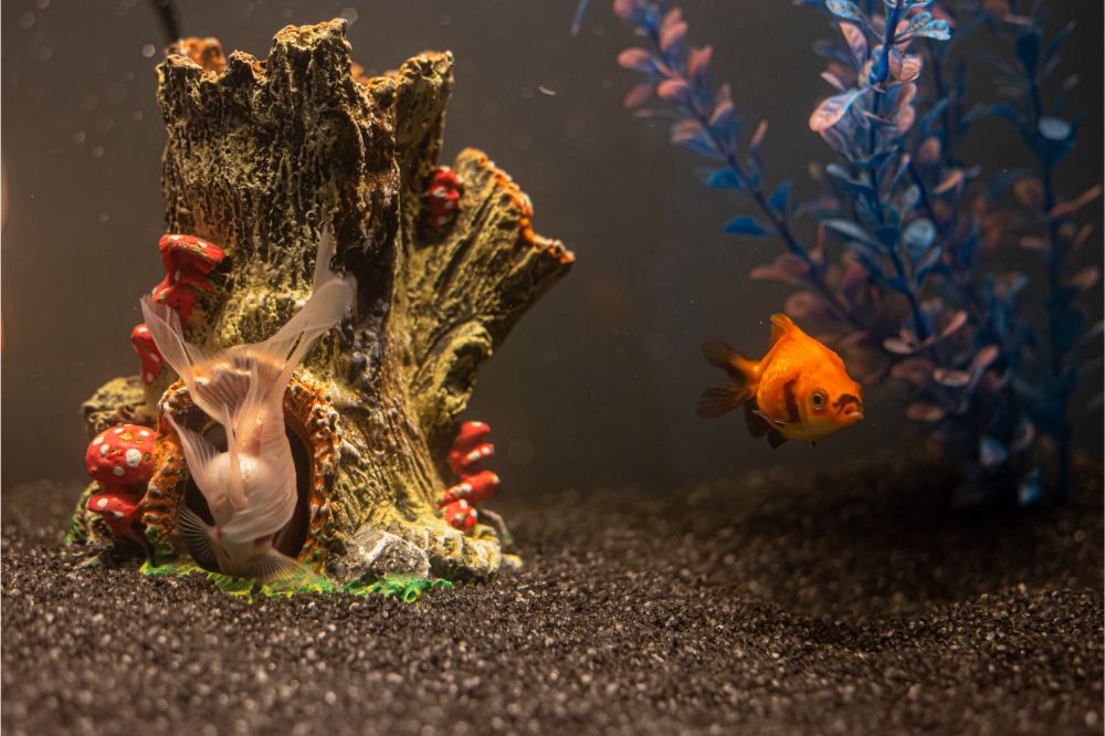 Small Goldfish swimming in aquarium