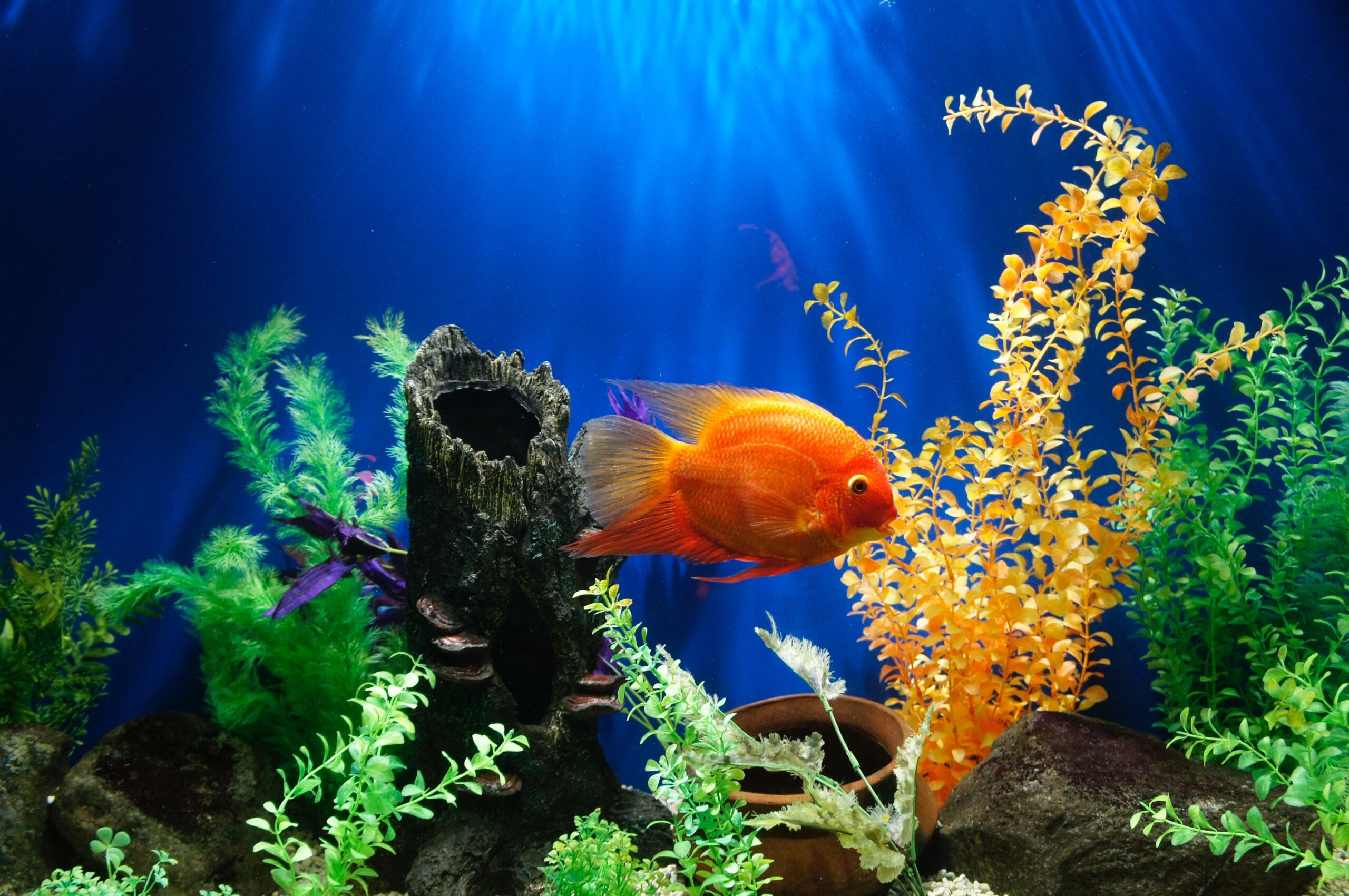 How Much Electricity Does A Fish Tank Use? - Aqua Tank World