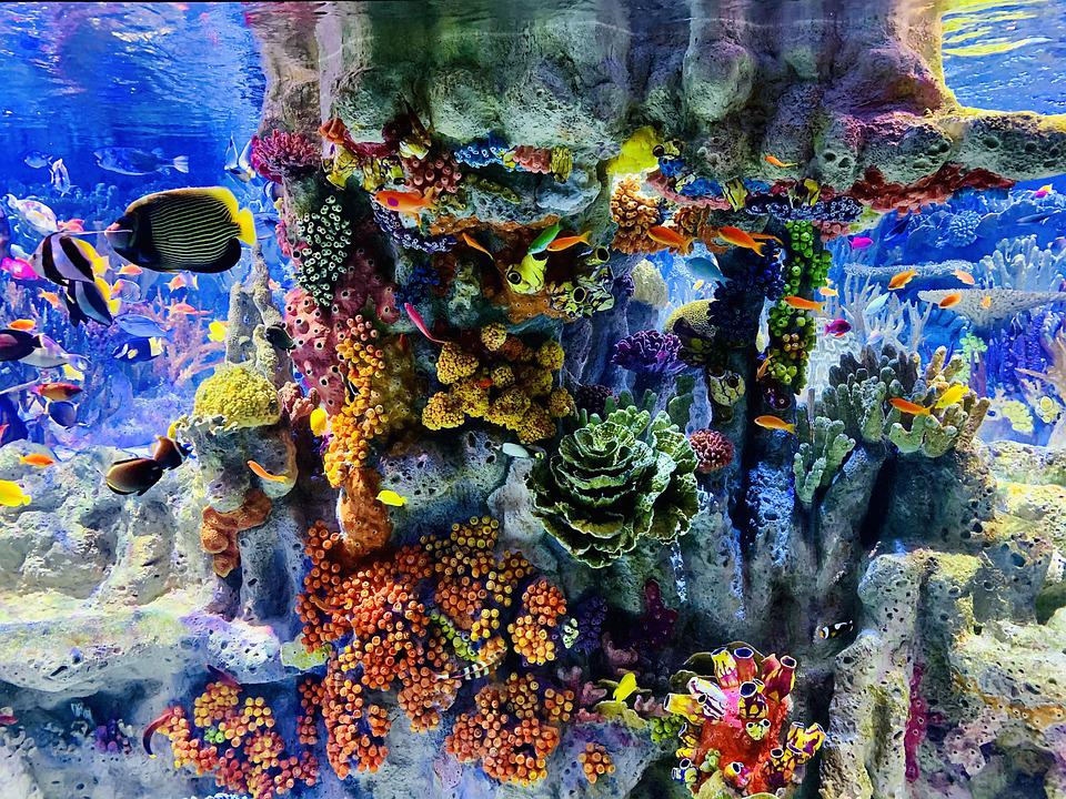 what is an aquarium sump