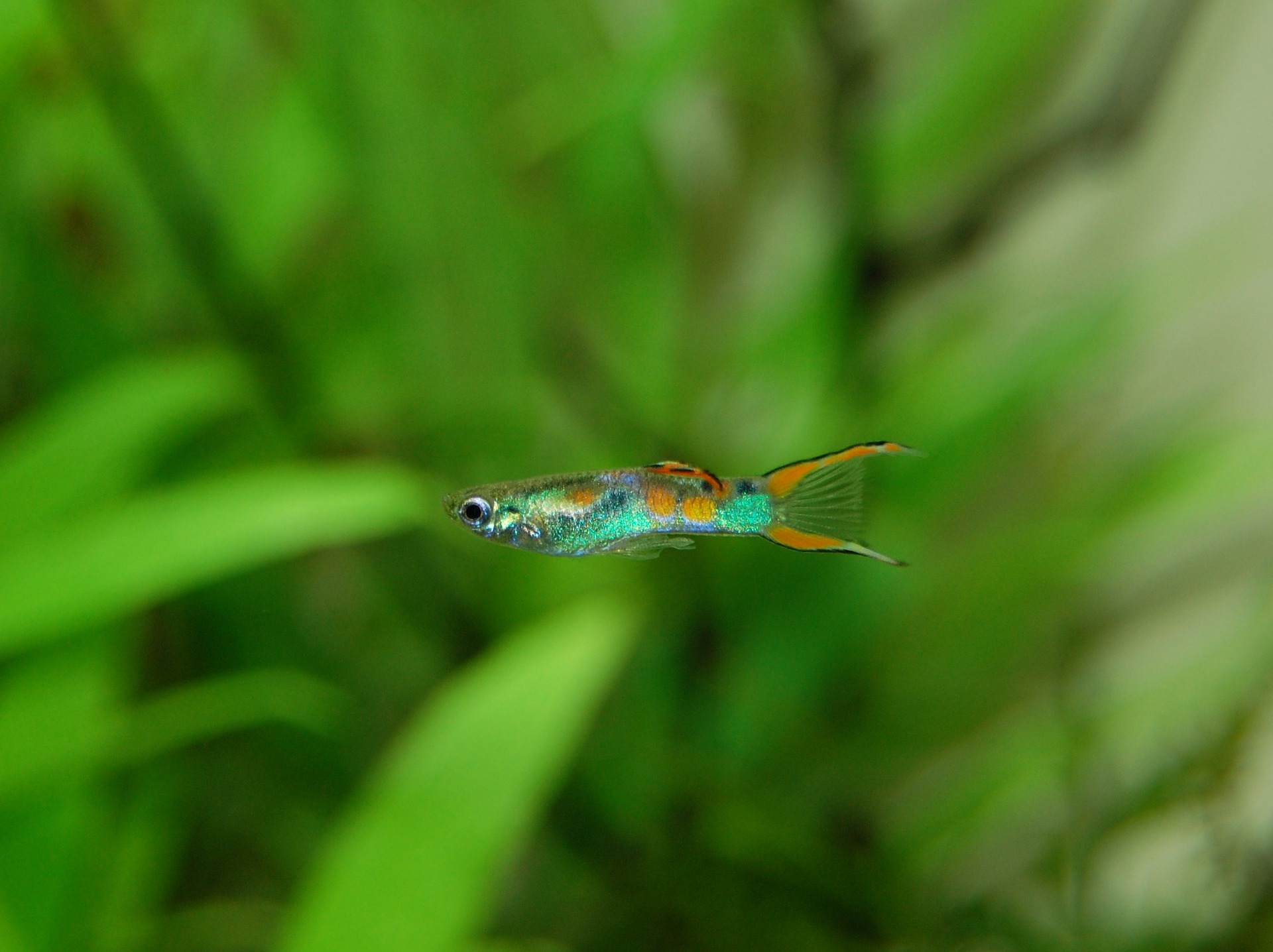 How Many Babies Do Guppies Have?